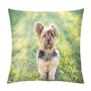Personality  Yorkshire Terrier On Grass Pillow Covers