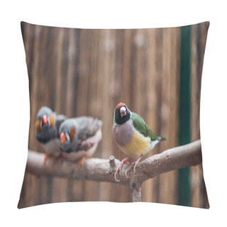 Personality  Selective Focus Of Colorful Cute Birds On Wooden Branch Pillow Covers