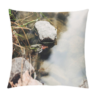 Personality  Selective Focus Of Green And Wild Frog In River Near Stones  Pillow Covers