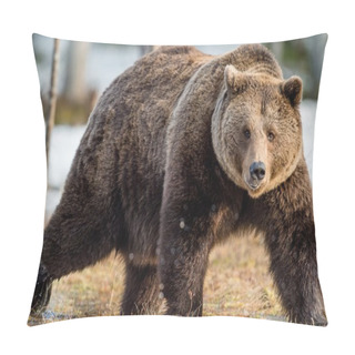 Personality  Adult Male Brown Bear Pillow Covers
