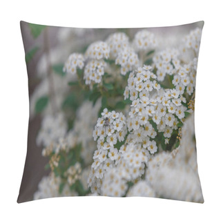 Personality  Delicate White Flowers Of Spiraea Wangutta. Beautiful Flower Abstract Nature Background. Ornamental Shrub Of The Family. Home Flower Bed. Pillow Covers