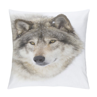 Personality  A Lone Timber Wolf Or Grey Wolf (Canis Lupus) Isolated On White Background Walking In The Winter Snow In Canada Pillow Covers