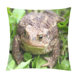 Personality  Hoptoad Pillow Covers