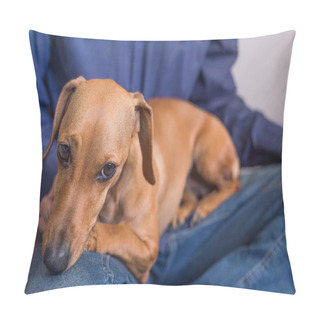 Personality  Dachshund With Mans Legs. Cute Beautiful Reddish Dog. Pillow Covers