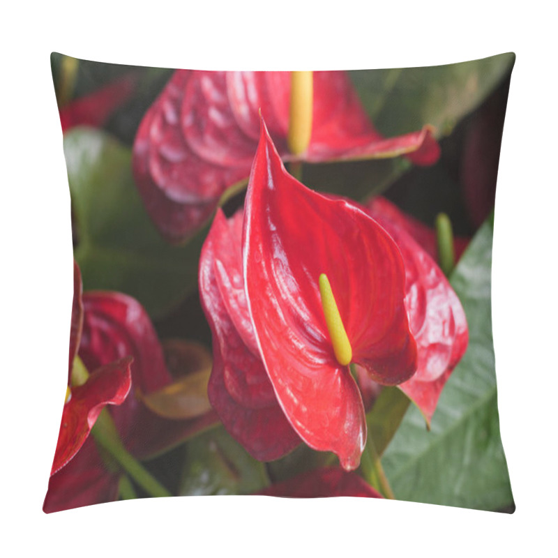 Personality  Close-up shot bouquet of a fresh and natural colorful tropical   pillow covers