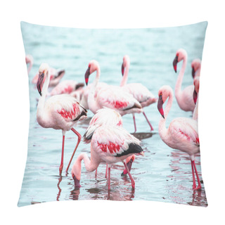 Personality  Namibia Flamingos. Group Of Pink Flamingos Birds Near Walvis Bay, The Atlantic Coast Of Namibia, Africa.  Pillow Covers