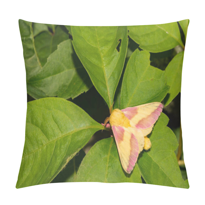 Personality  Rosy Maple Moth (Dryocampa Rubicunda) Pillow Covers