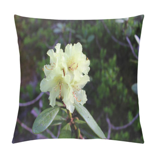 Personality  Blooming Shoot Of Rhododendron Aureum In Siberian Mountains. Evergreen Shrub, Species Of Subsection Pontica, Section Ponticum, Subgenus Hymenanthes, Family Heather Ericaceae. Yellow Flower Pillow Covers