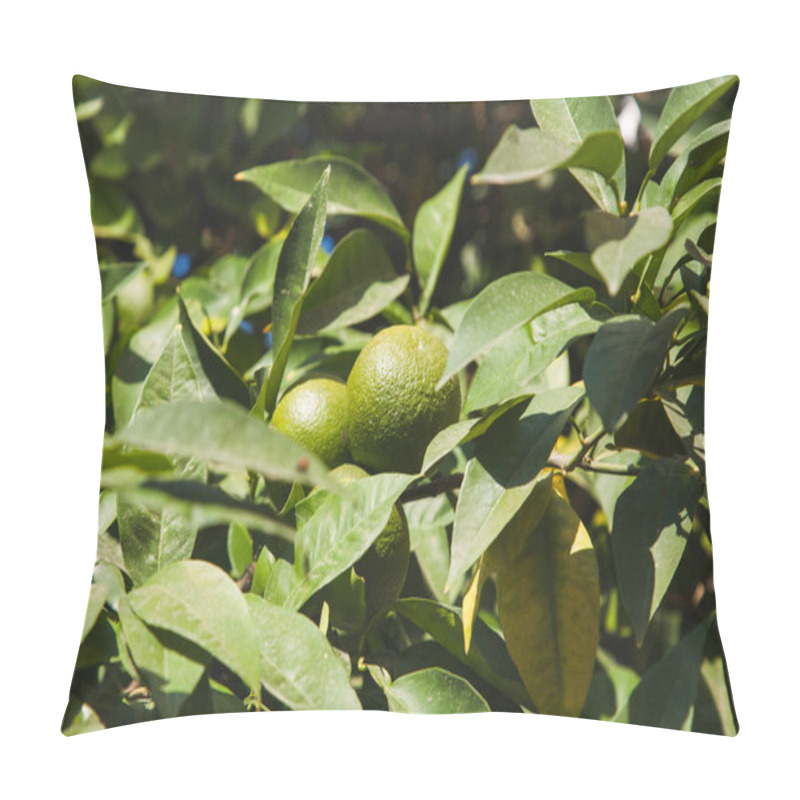 Personality  green mandarins grape on tree branches pillow covers