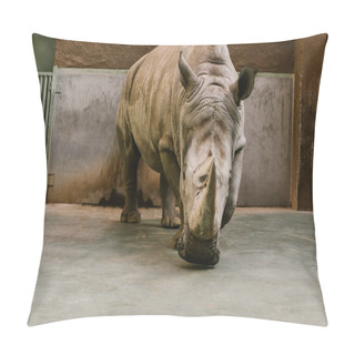 Personality  Front View Of Endangered White Rhino At Zoo  Pillow Covers