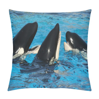 Personality  A Trio Of Killer Whales In Their Tank Pillow Covers