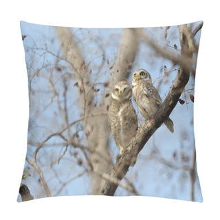 Personality  Spotted Owl Pillow Covers