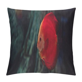 Personality  Goldfish Swimming Under Water In Aquarium, Panoramic Shot Pillow Covers