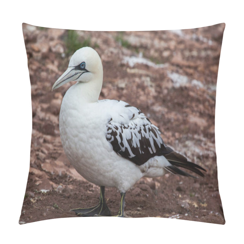 Personality  Close-up of Northern Gannet (Morus bassanus) pillow covers