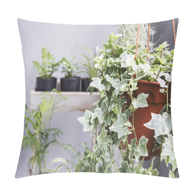 Personality  Home And Garden Concept Of English Ivy Plant In Pot On The Balcony Pillow Covers
