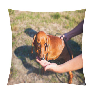 Personality  Portrait Of Standard Smooth-haired Dachshund . Red Dog . To Love Animals . Dachshund Dog Pillow Covers