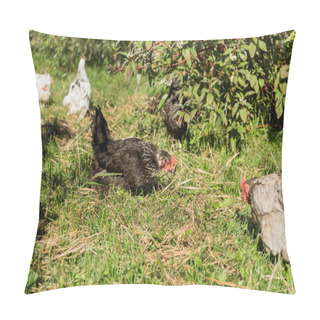 Personality  Selective Focus Of Flock Of Chickens Walking On Grassy Meadow At Farm Pillow Covers