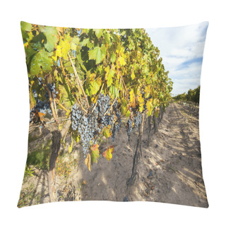 Personality  Grape Plantation In The State Of Mendoza, Argentina Pillow Covers