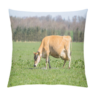 Personality  Jersey Cow Frazing On A Field Pillow Covers