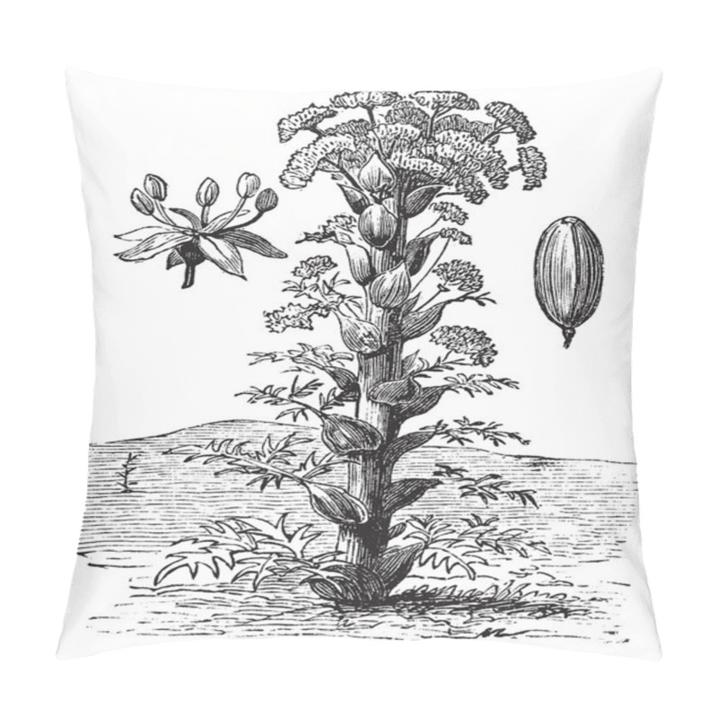 Personality  Ferula Or Ferula Sp., Vintage Engraving Pillow Covers