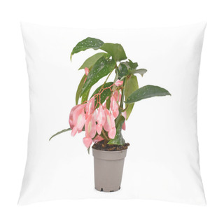 Personality  Tropical 'Begonia Tamaya' Houseplant With Pink Flowers In Pot On White Background Pillow Covers