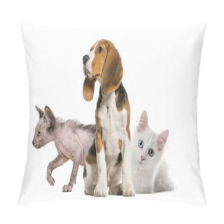 Personality  Young Beagle Sitting, White Kitten, Kitten Lykoi Cat, In Front Of White Background Pillow Covers