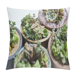 Personality  Close Up View Of Green Exotic Succulents In Flowerpots On White Background Pillow Covers