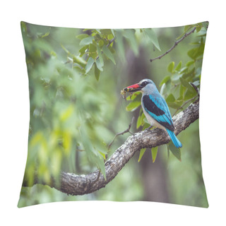Personality  Woodland Kingfisher In Kruger National Park, South Africa Pillow Covers