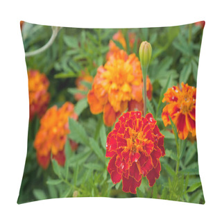Personality  Marigold Close Up With Water Drops Pillow Covers