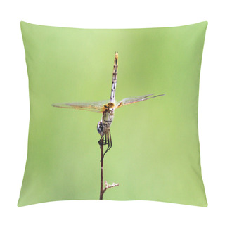 Personality  Dragonflies Pillow Covers