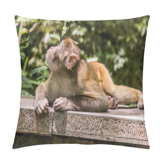 Personality  Macaque In Zhangjiajie National Forest Park In Hunan Province, China Pillow Covers