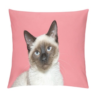 Personality  Close Up Portrait Of A Seal Point Siamese Kitten Looking At Viewer. Pink Background With Copy Space. Pillow Covers