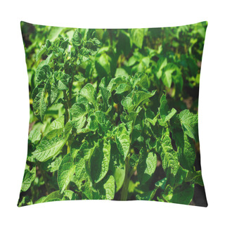 Personality  Sunlit Potato Plant Leaves Exhibit A Rich Texture And Vivid Color. Pillow Covers