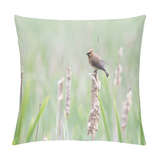 Personality  Cedar Waxwing On Cattail , Vancouver BC Canada Pillow Covers