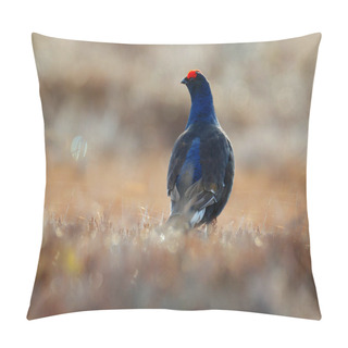 Personality  Black Grouse On The Pine Tree. Nice Bird Grouse, Tetrao Tetrix, In Marshland, Russia. Spring Mating Season In The Nature. Wildlife Scene From North Europe. Black Bird With Red Crest, White Tail. Pillow Covers