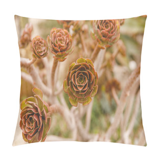 Personality  Echeveria Plant Pillow Covers