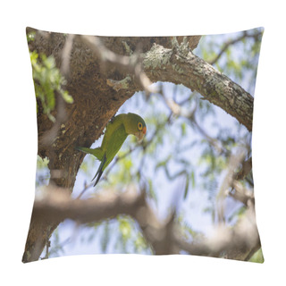 Personality  Orange-fronted Parakeet (Eupsittula Canicularis) Near Matapalo Beach, Guanacaste, Costa Rica Pillow Covers