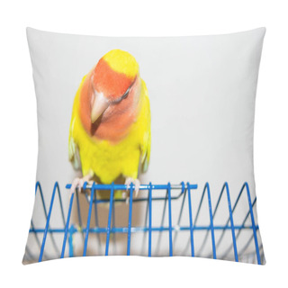 Personality  Beautiful Pet Bird At Home. The Rosy-faced Lovebird (Agapornis Roseicollis) Sitting On His Cage On The White Background. The Parrot Is Also Known As The Rosy-collared Or Peach-faced Lovebird Pillow Covers