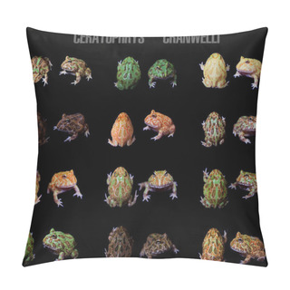 Personality  The Chachoan Horned Frogs Set Isolated On Black Pillow Covers