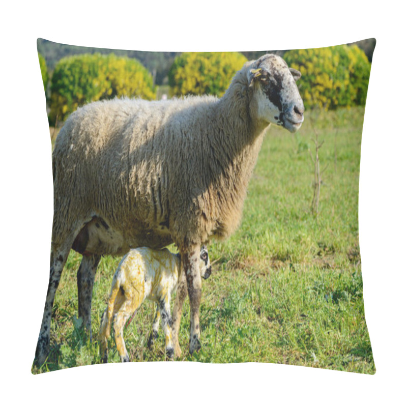Personality  Detail of a newborn sheep in a field of grasses pillow covers