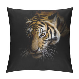 Personality  Close Up Face Tiger Isolated On Black Background Pillow Covers