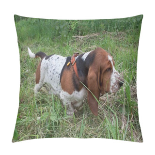 Personality  Cute Basset Hound Is Walking On A Green Meadow. Purebred Dog. Pet Animals. Pillow Covers