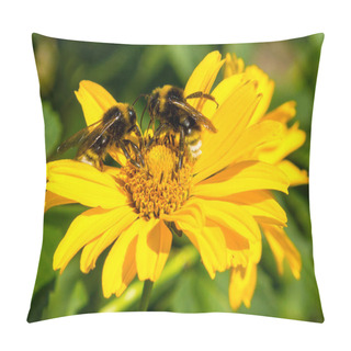 Personality  Two Bees Collects Pollen From Yellow Flowers Perennial Aster In The Garden Pillow Covers