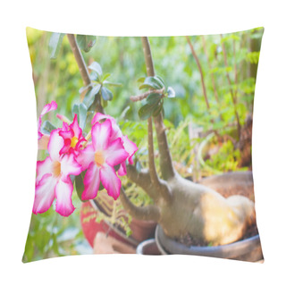 Personality  Beautiful Pink Adenium Obesum. Pillow Covers