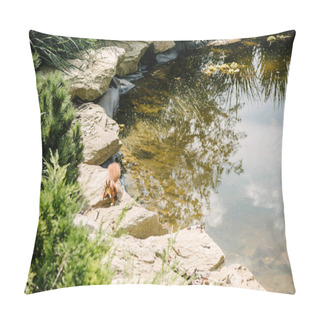 Personality  Adorable Squirrel Running On Stones Around Pond In Park Pillow Covers