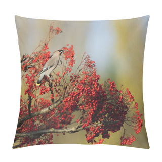 Personality  Waxwing On A Rowan Tree With Red Berries In Perth, Scotland Pillow Covers