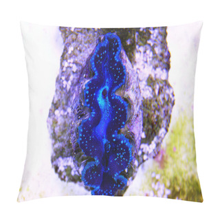 Personality  Tridacna Maxima Colorful Clam Isolated In Reef Aquarium Pillow Covers