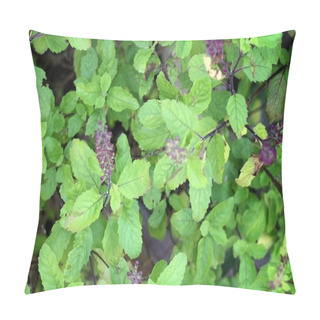 Personality  Holy Basil Pillow Covers