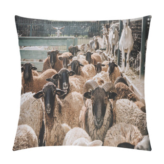 Personality  Herd Of Adorable Brown Sheep Grazing In Corral At Farm Pillow Covers