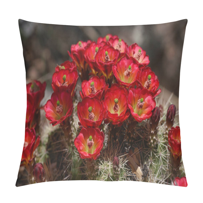 Personality  Bright Red Flowers Blooming From A Small Cactus Create A Natural Spring Bouquet Pillow Covers